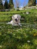 Liebevoller Golden Retriever Rüde sucht ein neues Zuhause in 91177