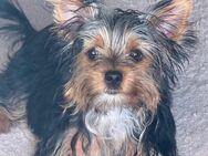 Yorkshire Terrier Biewer - Schmalkalden