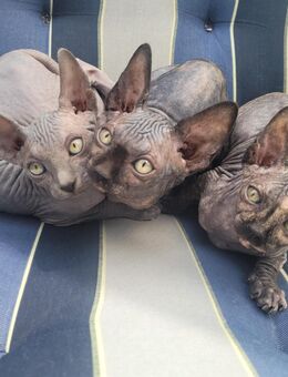 Sphynx Kätzchen - Bochum Langendreer