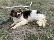 Kleine Bella❤ sucht geduldiges Heim - Seggebruch