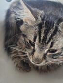 Maine Coon Mix Katzen abzugeben in 24220
