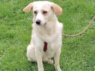Henry 💙sucht sein Zuhause - Kalkar