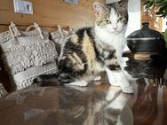 Kater sucht ein Zuhause - Rennertshofen