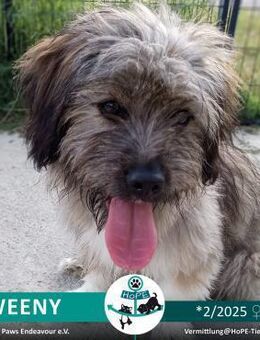 Kleine QWEENY *02/2025 - Leimen (Baden-Württemberg)