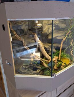 Kornnatter und Terrarium zu verkaufen - Rimbach (Hessen)