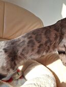 Noch 1 seltenes Bengal Mädchen in melanistic Abgabebereit! in 67454