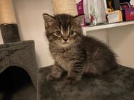 3 Reinrassige BKH Kitten Männchen Katzen - Hamm