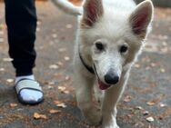 Schweizer Schäferhund - Chemnitz