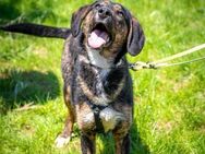 freundlicher Gunnar sucht ES/PS ab Juli - Berlin