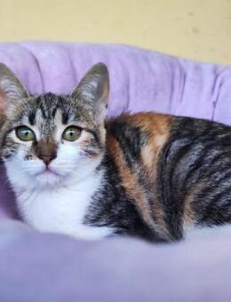 Sanfte Bibi - Ellerbek