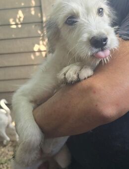 ‼️‼️ Welpenmädchen NENA , 4 Monate sucht - Düsseldorf
