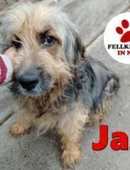 wuscheliger Jazz sucht eine Familie - Margetshöchheim