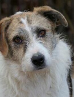 LEO - sanfter, liebenswerter Rüde - Kallmünz