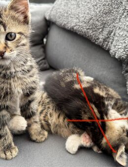 Kitten (Kater) abzugeben - Freiberg