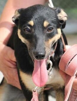 Die zarte Cinderella ist ein Traumhund - Karben