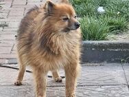 💜 Bodo kleiner Herzenshund - Kassel