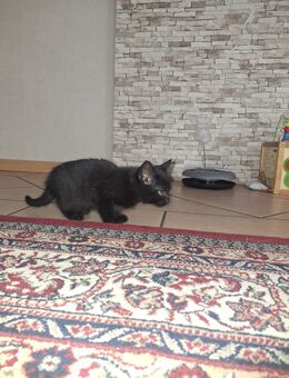 Kitten suchen neues Zuhause - Essen