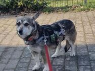 Shellie, klein, ruhig, möchte ankommen - Bochum
