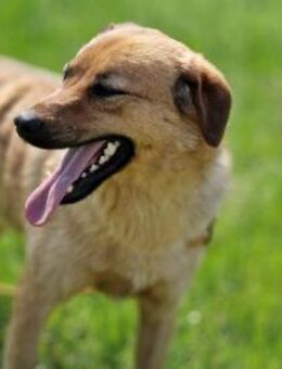 Rolfie ein toller Familienhund und mehr - Overath