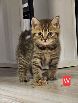 BKH Kätzchen - Spelle