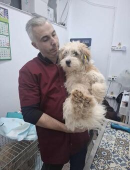 Casper, ein fröhlicher, junger Rüde - Köln