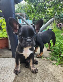 Reinrassige Französische Bulldoggen Welpen - Neuruppin