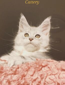 Goldiges Maine Coon Katerchen Djamal mit Stammbaum sucht... - Freiensteinau