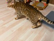 Bengal Deckkater - Veitsbronn