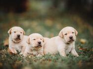 Labrador Welpen reinrassig (gelb-dunkelblond) - Insingen