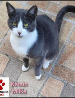 Hübsche Milka sucht ihre Menschen - Margetshöchheim