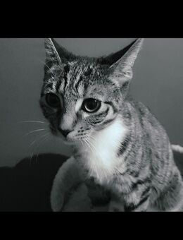 Katze abzugeben - Rhade