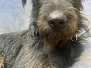 🐶Lebensfroher Bruno sucht dich!☀️ - Eislingen (Fils)