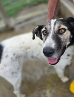 Chris - wäre fast verhungert - Dreikirchen