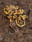 Pastel Gravel/Yb in 58332