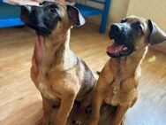 Malinois Welpen - Offenbach (Main)