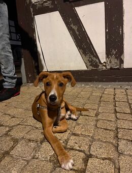 Verspielte, liebevolle Hündin (3,5 Monate) sucht ein tolles Zuhause 🐶❤️ - Herzberg (Harz)
