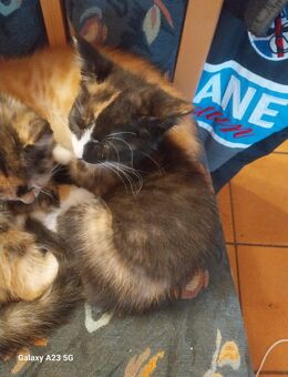 Glückskatze und Roter Kater - Delligsen