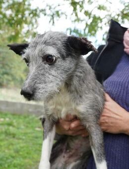 Sissy-VA , bildhübsche Maus - Neustadt (Rübenberge)