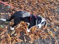 Border Collie Dalmatiner Appenzeller Welpe - Marburg