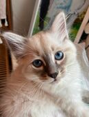 Heilige Birma Kitten in 96317