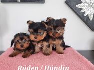 Kleinbleibende Yorkshire Terrier/Chip - Simbach