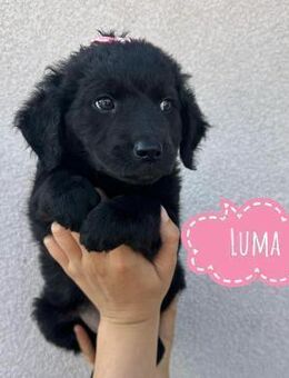 Luma ein winziges Engelchen - Flörsheim-Dalsheim