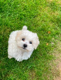1 Maltipoo Welpe ein Mädchen geboren am 12.06.25 geb. sucht liebes zu Hause für immer - Bakum