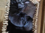 3 Kätzchen Kitten schwarz abzugeben 1 Katerchen mit langem Fell - Friedrichshafen