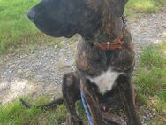 Cane Corso x Broholmer Rüde 8Mon sucht dringend - Waldshut-Tiengen