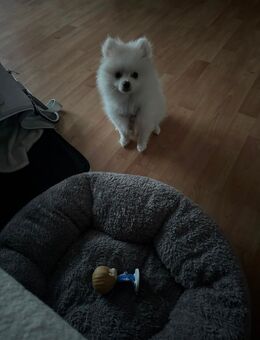 Pomerian Zwergspitz - Kiel