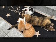 Zuckersüße BKH-Mix Kitten - Gernrode