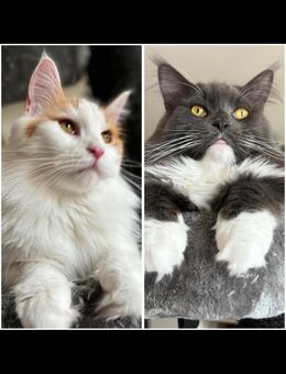 Maine Coon Kitten - Bad Dürrenberg