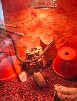 Kornnattern Zuchtpaar mit Terrarium zu Verkaufen. - Haßbergen