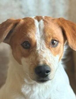 Benschi, geb. ca. 01/2025, GRIECHENLAND - Euskirchen